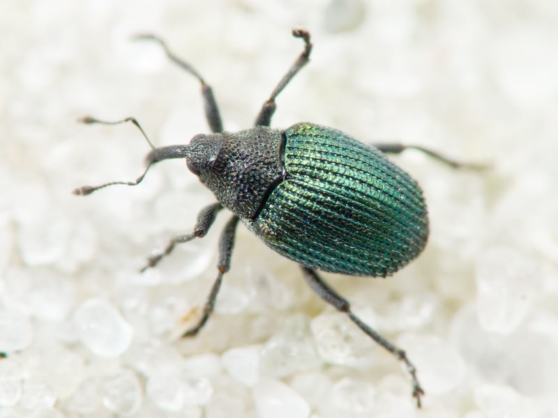 Ceutorhynchus erysimi (Fabricius, 1787)